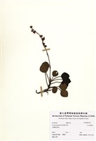 藏品(玉山鹿蹄草)的圖片